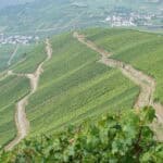 Zwischen Reben und Romantik: Herbert Faschings Mosel-Abenteuer